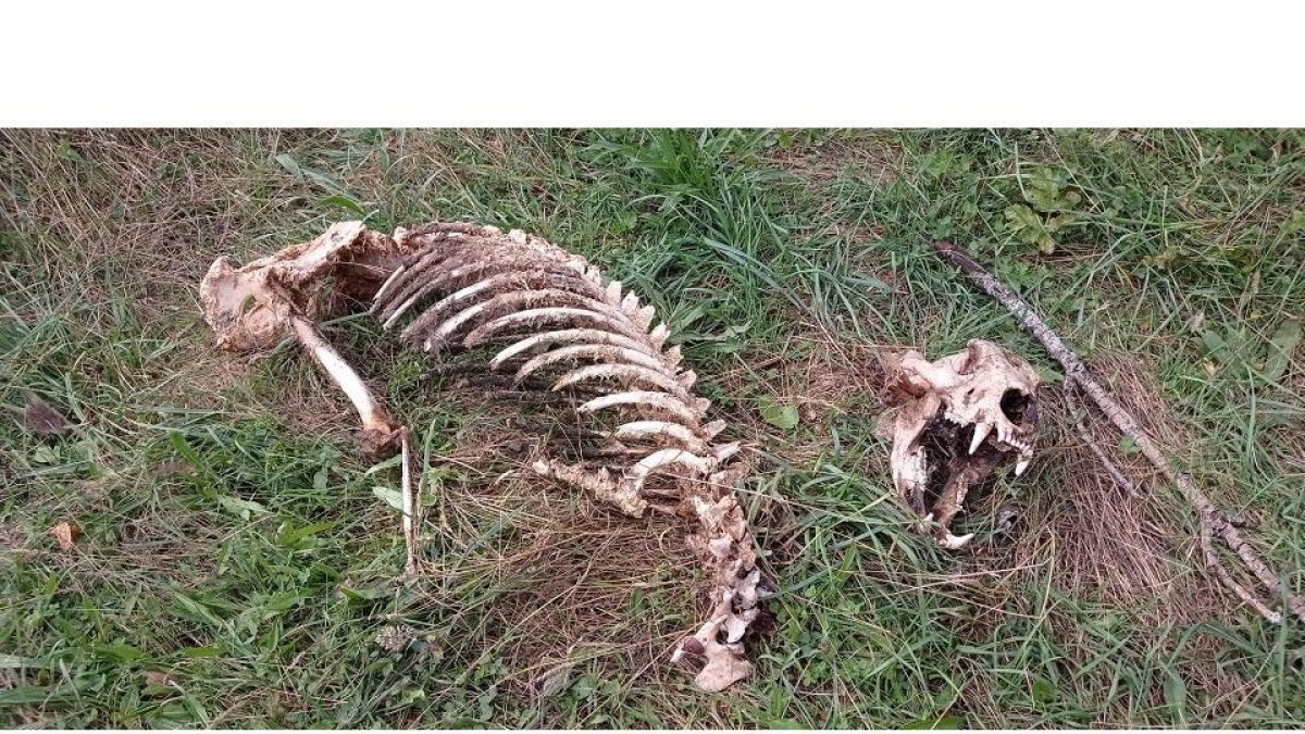 Restos localizados del oso muerto. - EM