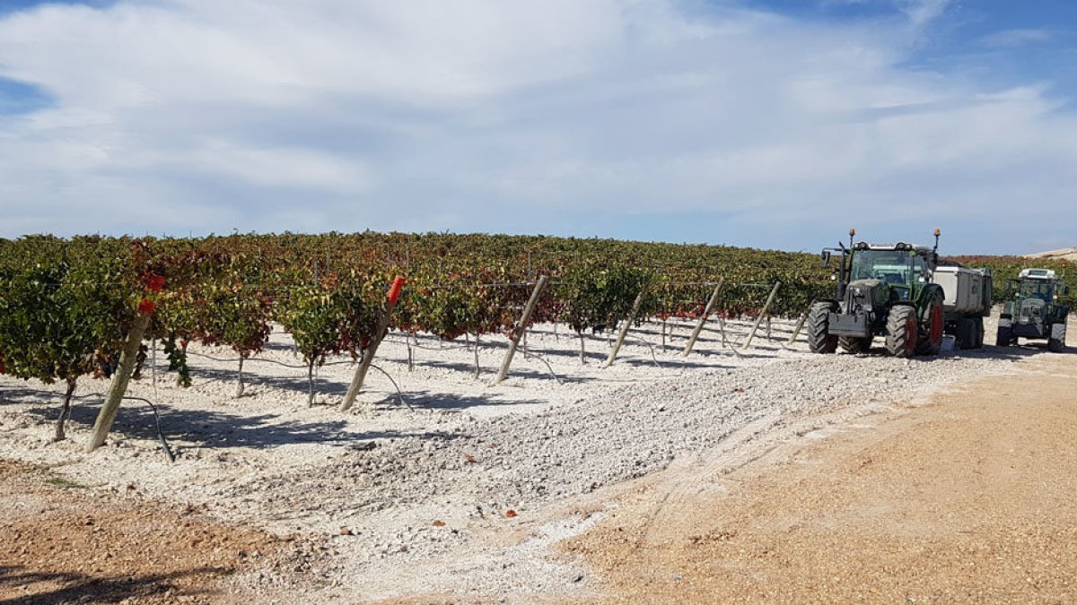 Campaña 2019 Ribera del Duero