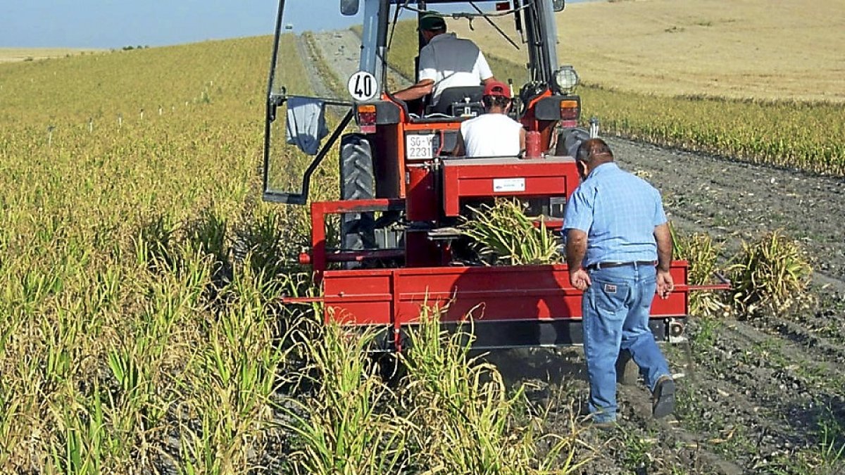 Foto de archivo, tres agricultores cosechando. / E. M.