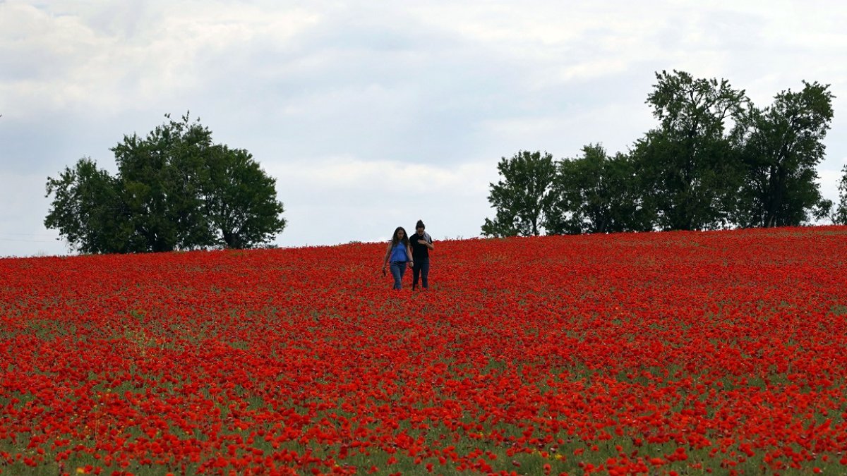 Campo de amapolas en la provincia de Valladolid. -ICAL