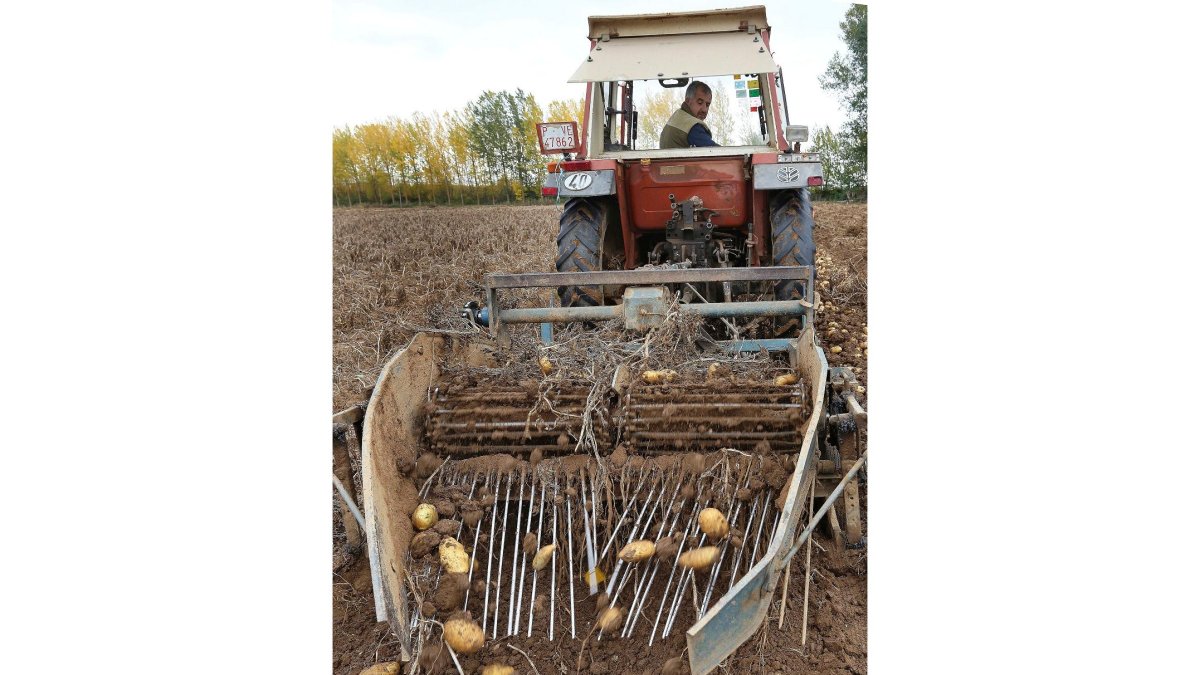 Un agricultor cosecha en su explotación de patatas cercana a Ventosa de Pisuerga, en Palencia. - ICAL