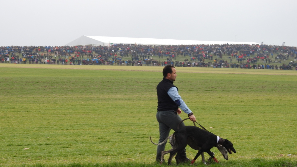 Collera de galgos en la fase final celebrada en Madrigal de las Altas Torres. LEONARDO DE LA FUENTE.