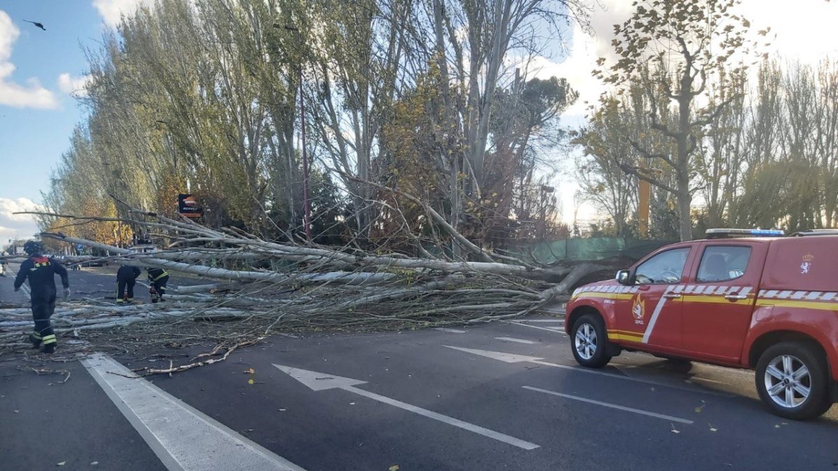 Caída de un árbol en la avenida Ingeniero Sáenz de Miera. E.M.