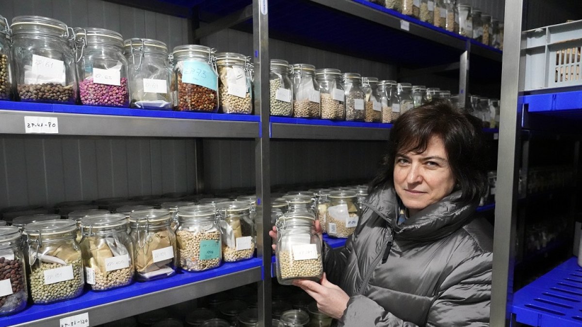 Carmen Asensio Sánchez-Manzanera, jefa de la Unidad de Cultivos Herbáceos del Itacyl, muestra variedades de leguminosas y cereales que Castilla y León enviará a la Cúpula Global de Semillas.- ICAL