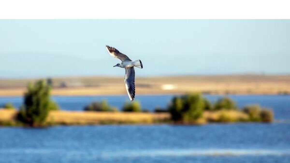 Una especie de ave en el humedal artificial Azud de Riolobos.- ICAL