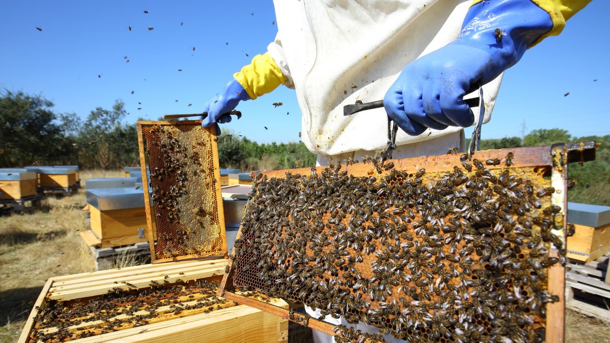 Panales de abejas de la zona de Las Médulas en León.- ICAL