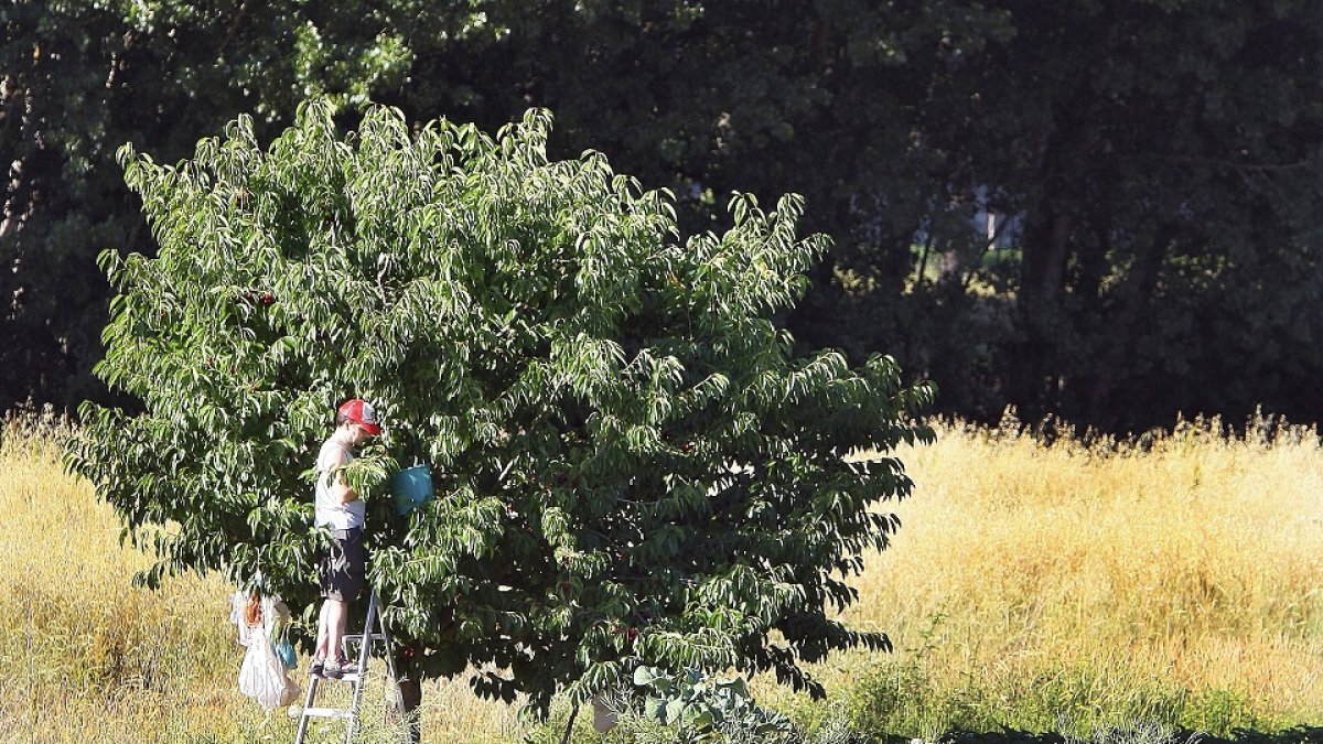 Un agricultor realiza tareas de mantenimiento y control fitosanitario en los cerezos de una explotación perteneciente a una de las cuatro provincias productoras de Castilla y León. / ICAL