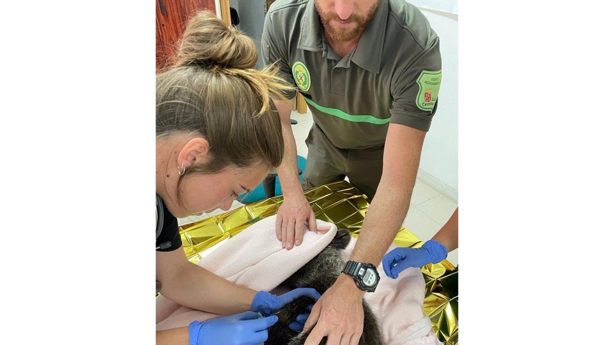 Imagen de archivo en la que una veterinaria atiende al osezno. - JCYL