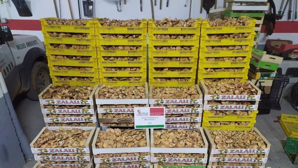 Níscalos decomisados en la localidad soriana de Torralba del Burgo | E.M.