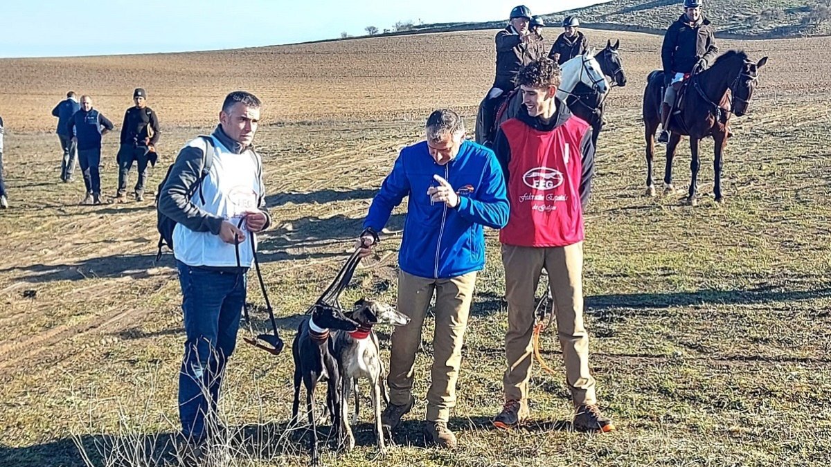 La galga 'Leyenda de Retumba' en la tercera jornada del Nacional de Galgos en Nava del Rey. -FEDERACIÓN ESPAÑOLA DE GALGOS