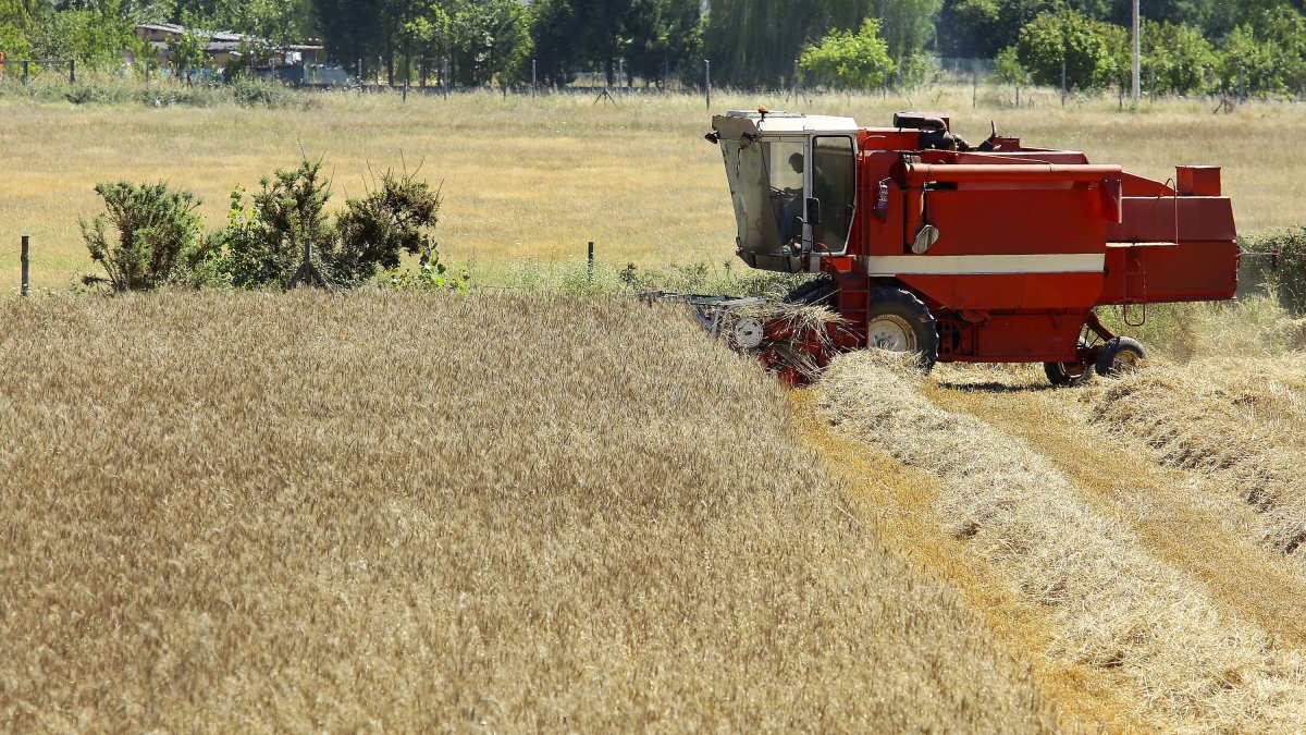 Una cosechadora en plena tarea de recolección de cereal recorre una explotación agrícola de la comarca leonesa de Ponferrada. CÉSAR SÁNCHEZ / ICAL