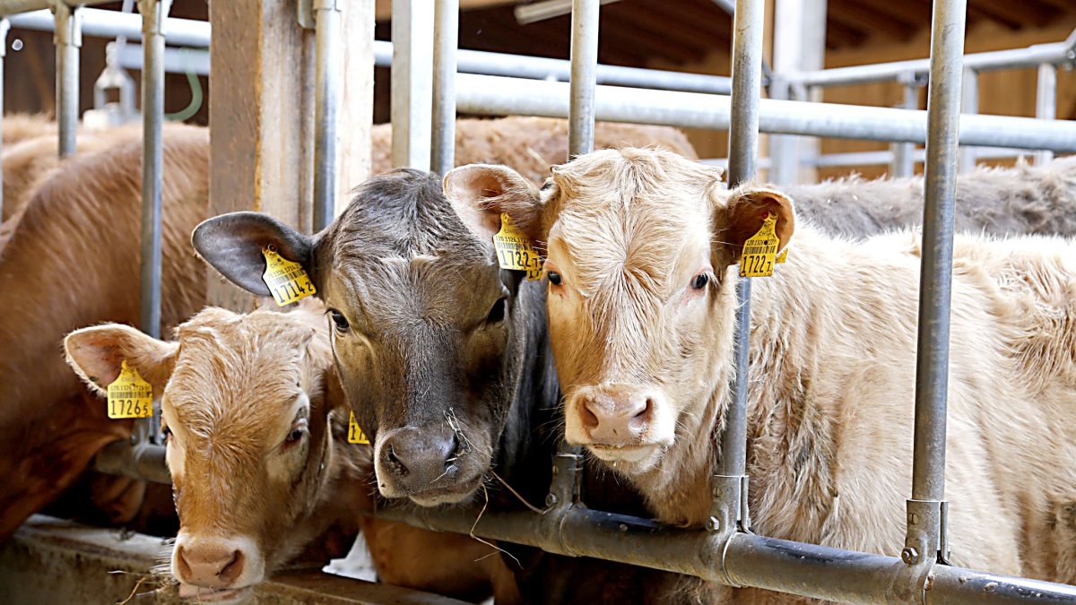 Tres terneras de carne tras las teleras de un cebadero en una explotación ganadera. PQS / CCO