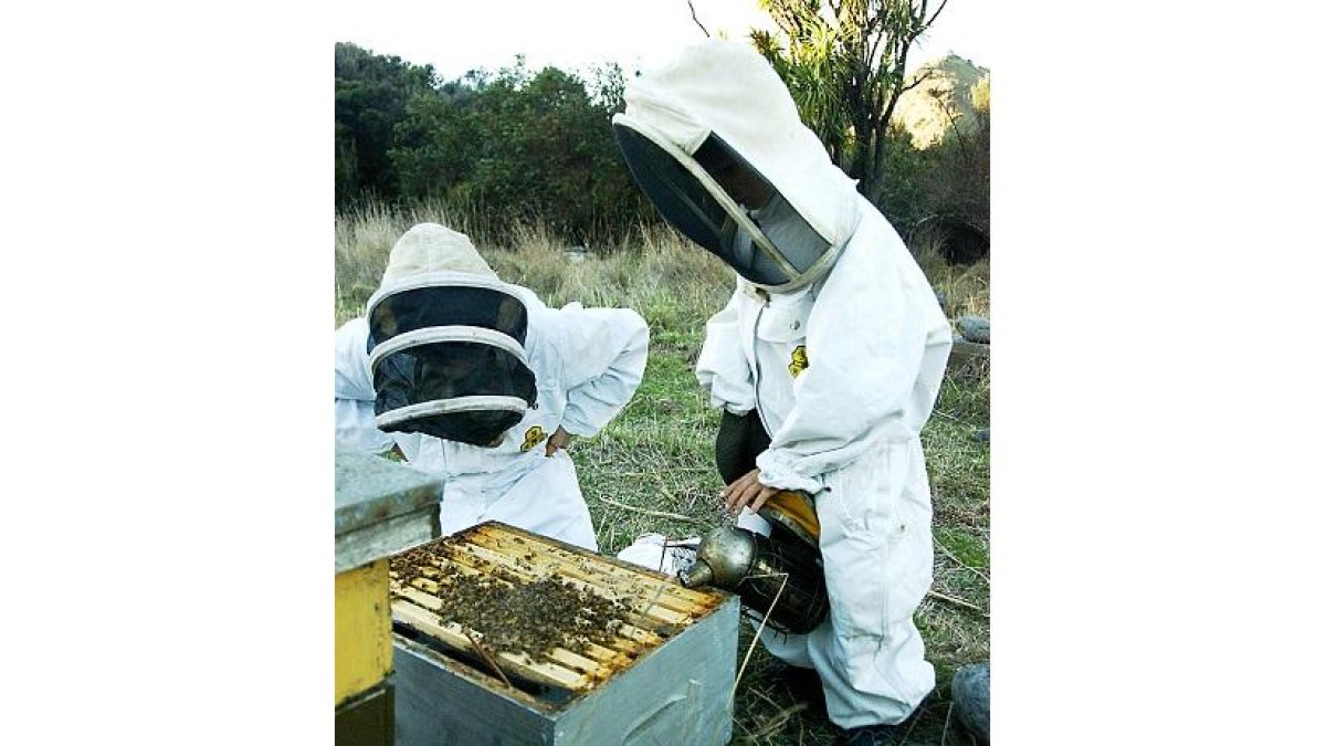 DIA-MUNDIAL-ABEJAS