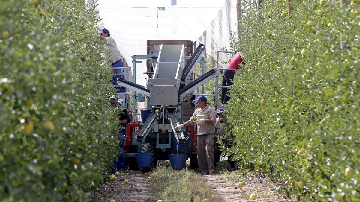 Finca soriana de La Rasa donde Nufri produce sus manzanas. / HDS