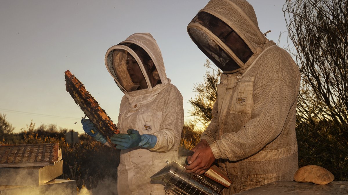 Leticia y Alberto González Cármenes cuentan con 700 colmenas en entornos sin contaminación.  / LA POSADA
