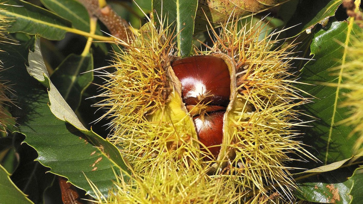 Un erizo abierto, aún en el árbol, muestra las dos castañas que alberga en su interior (ABA)