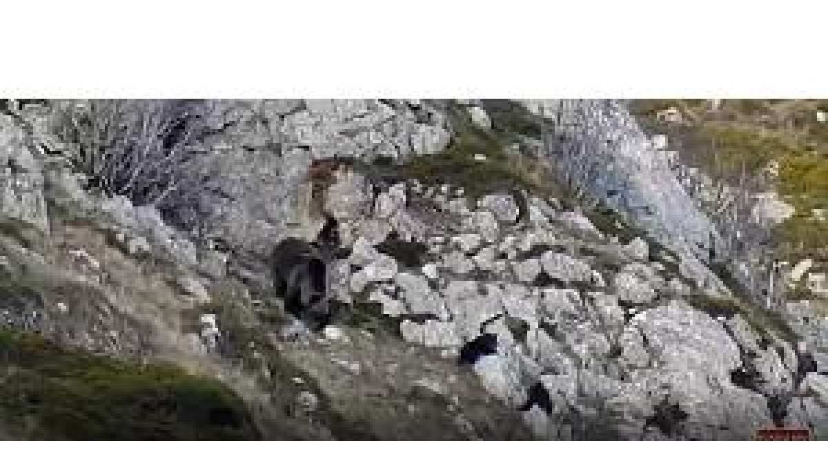 Las imágenes publicadas por la Fundación Oso Pardo revelan que existe un segundo osezno. -E. M.