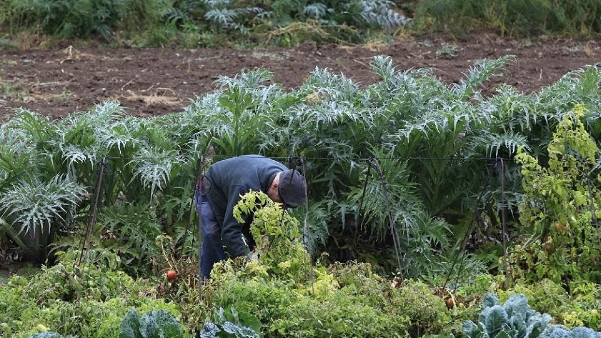 Antes la tarea de envolver el cardo rojo de Ágreda era manual; ahora se hace a máquina. (VALENTÍN GUISANDE)