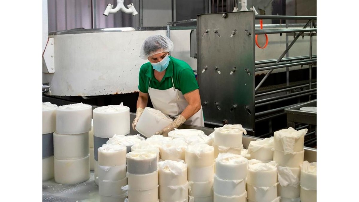 En la imagen, elaboración de queso artesano con leche cruda de oveja. El proceso no ha variado desde sus orígenes, introduciendo a mano la cuajada en los moldes y con volteo manual en las cámaras de conservación. Los quesos no llevan ningún tipo de aditivos artificiales ni de conservantes.  / LA POSADA