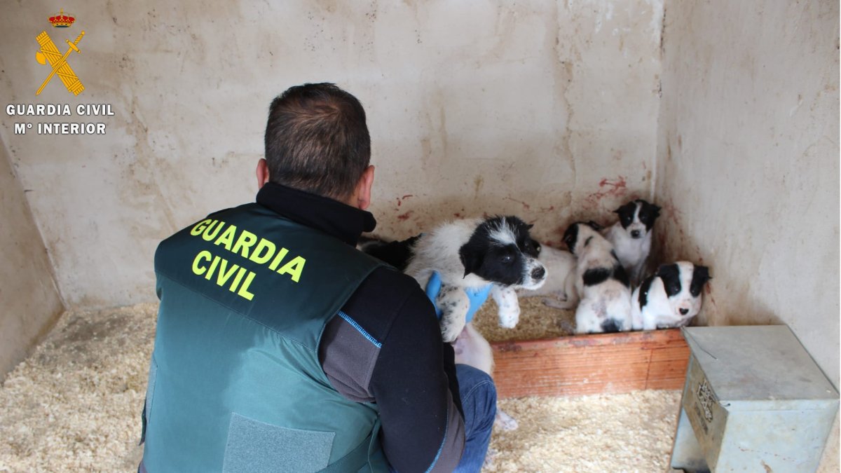 Los perros afectados por las mutilaciones en Segovia. G.C.