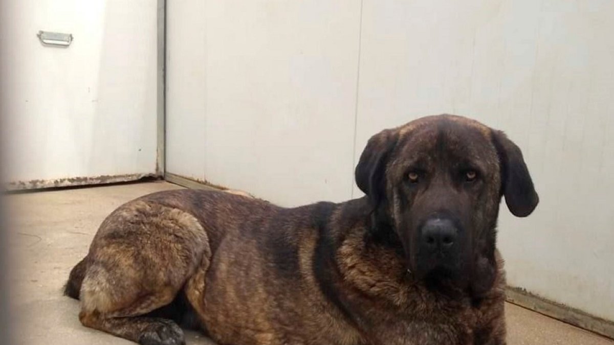 Mastín de dos años en adopción. - DIPUTACIÓN
