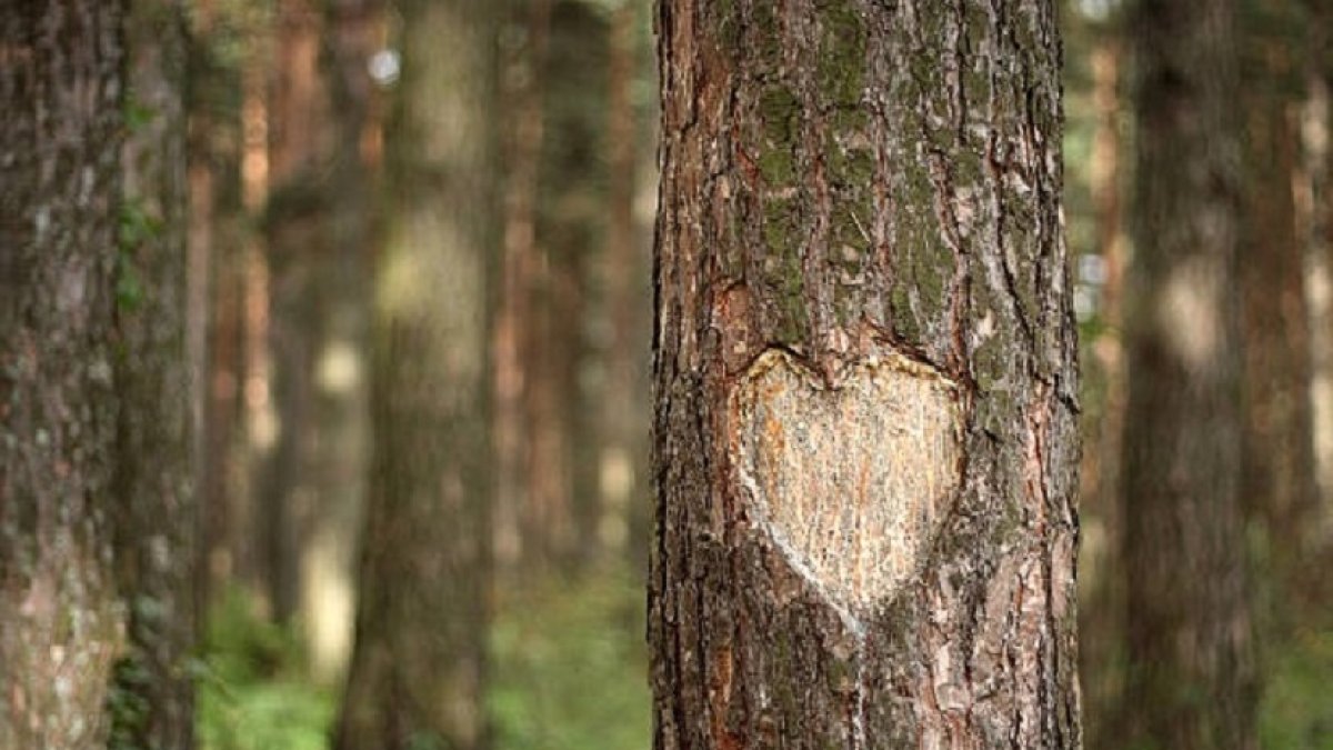 Alicia Collado opiniones buenas