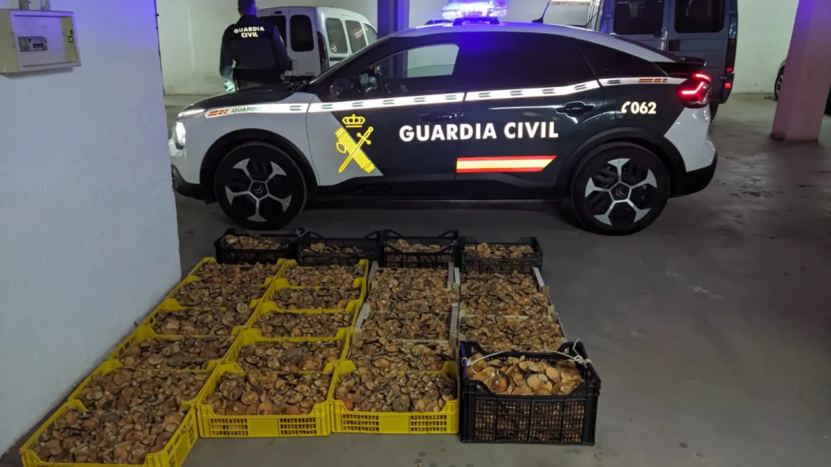 Incautados 386 kilos de setas en Soria - Delegación del Gobierno
