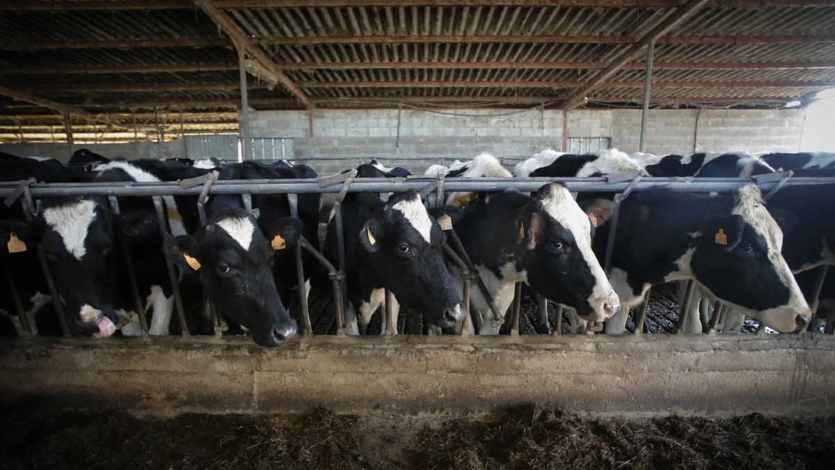 Una imagen de archivo de varias vacas. E.M