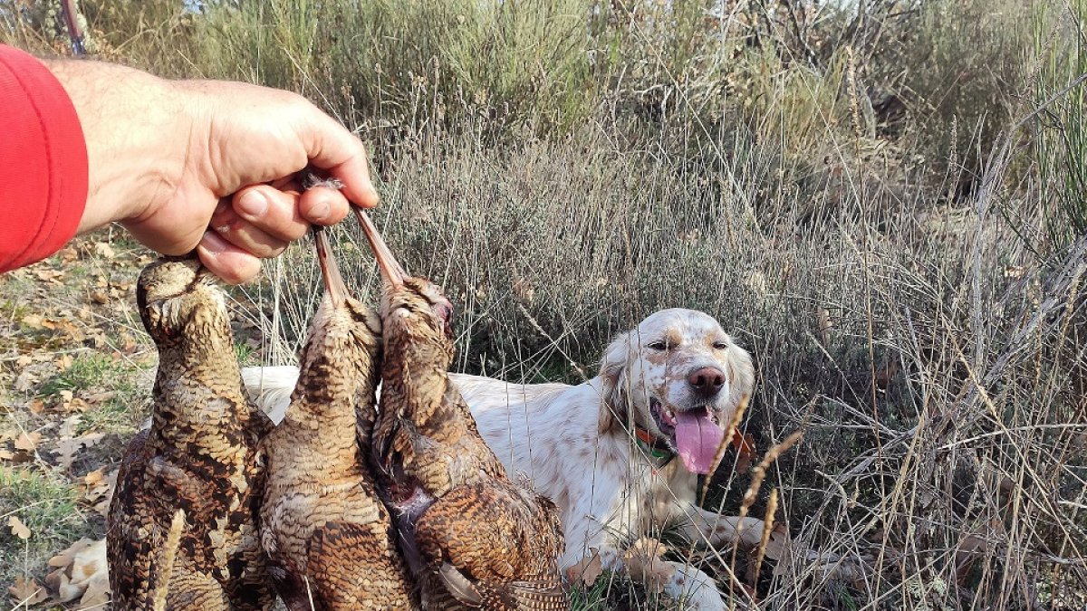 Cupo de tres becadas logradas con perro de muestra en un coto leonés, esta temporada en curso. L.F.