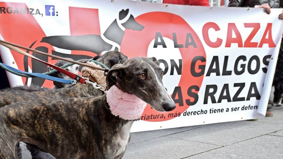 Manifestaciones contra la caza en Castilla y León. - ICAL.