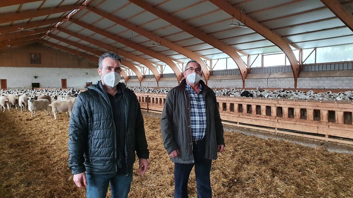 Eduardo y Demetrio Abad en una de las naves de la expotación de ovino que gestionan en la localidad burgalesa de Pardilla con más de 2.500 cabezas. / L. V.