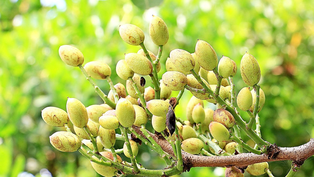 Pistachos en sus vainas en una explotación agrícola. PQS / CCO