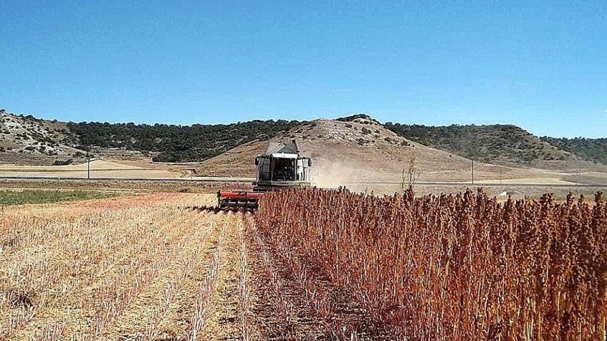 Una cosechadora recogiendo la quinoa de la parcela del centro tecnológico. (ITAGRA)