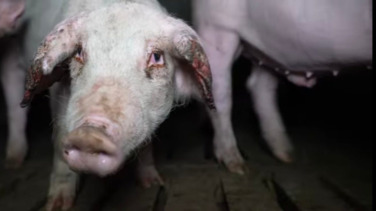 Un cerdo de la