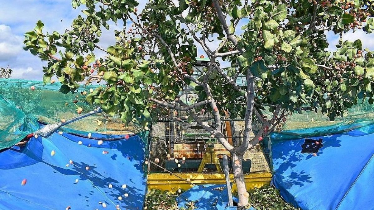 Recogida de pistachos en la comarca de Toro durante la pasada semana, en plena campaña. (E. M.)