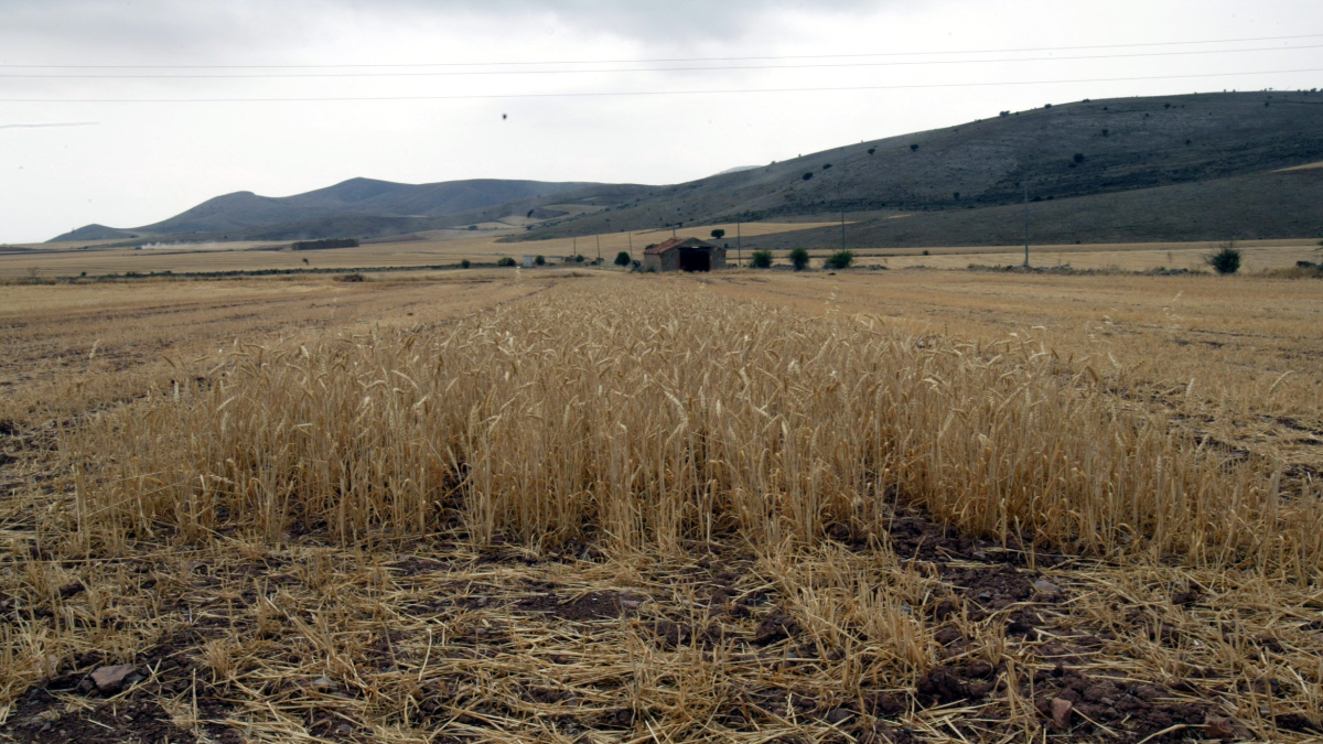 La mala campaña de 2023 ha provocado un incremento en el aseguramiento de los cultivos herbáceos hasta proteger 1,59 millones de hectáreas - MARIO TEJEDOR