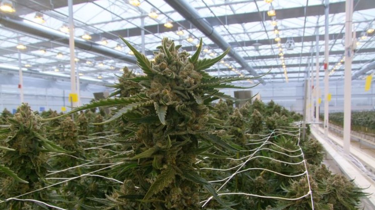 Ondara cosechó esta semana 3.000 plantas de cannabis.- HDS