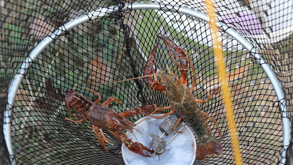 Pesca de cangrejos de río
Jesús Ángel de Celis pesca cangrejos con retel en el canal de Castilla a su paso por Palencia. -ICAL