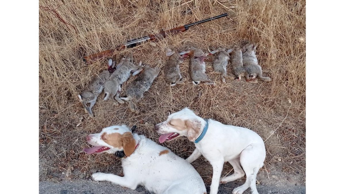 Resultado de una tarde a conejos en el coto de Simancas, el pasado martes. L. DE LA FUENTE