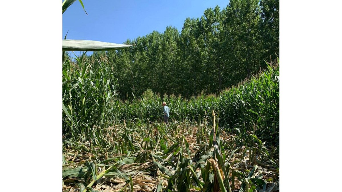 Daños provocados por jabalíes en una plantación de maiz. ICAL