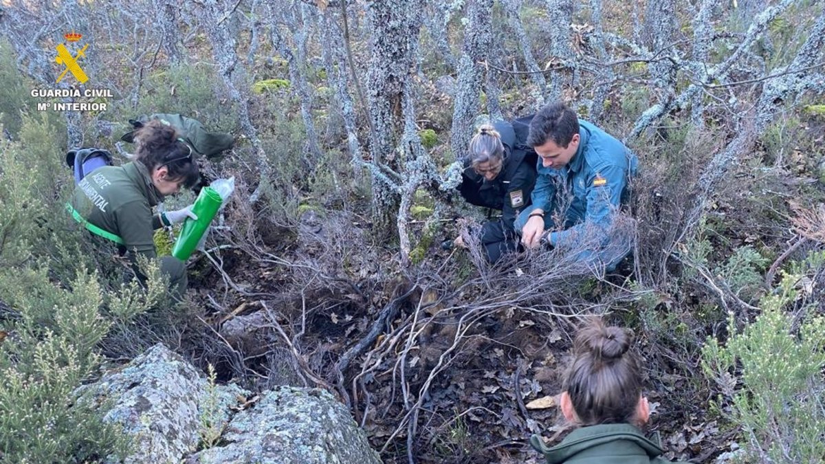 La Guardia Civil investiga un posible envenenamiento de un oso pardo en Palencia.- EUROPA PRESS