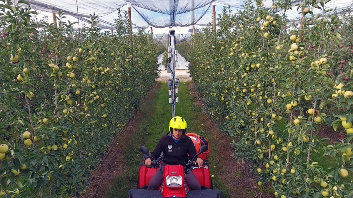 El quad se mueve por todas las calles de la plantación tomando las imágenes. - HDS