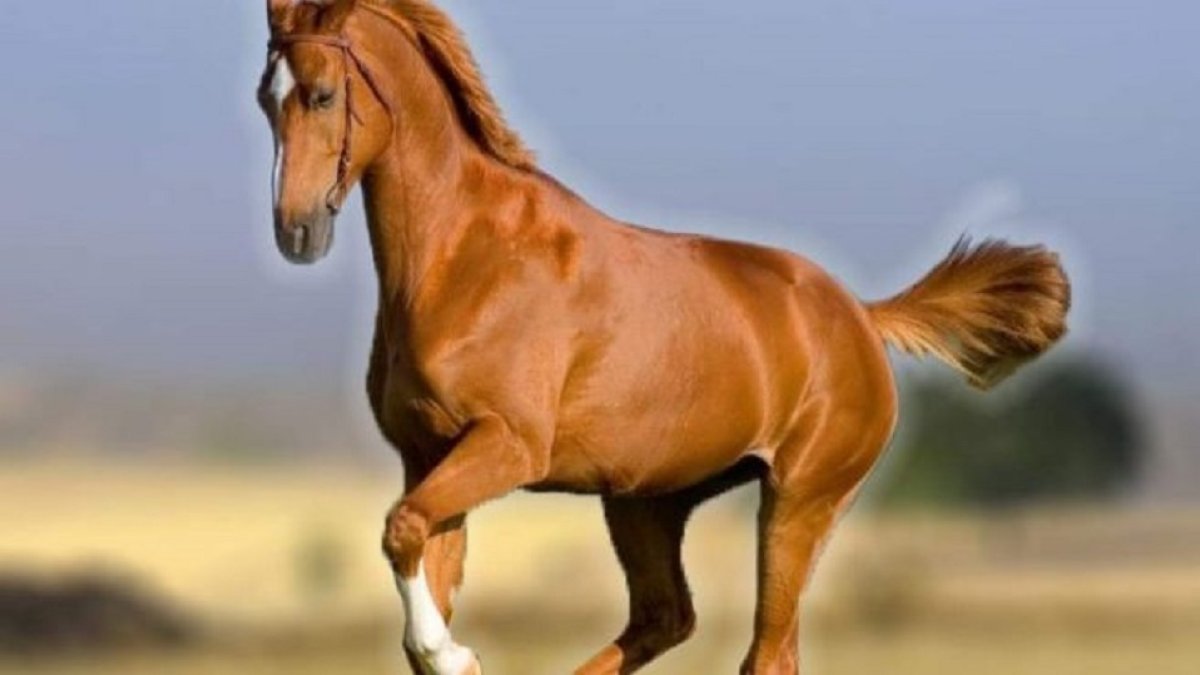 caballos rutas (002)