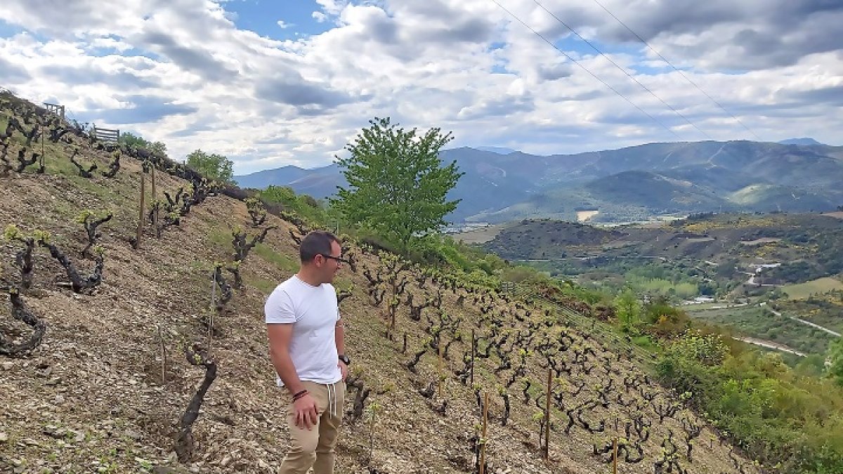 vino