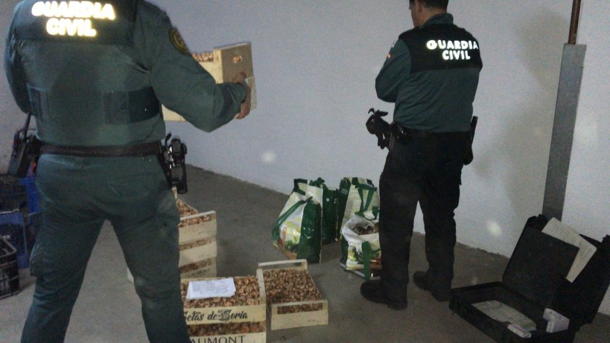 Setas comisadas en la provincia de Soria. HDS