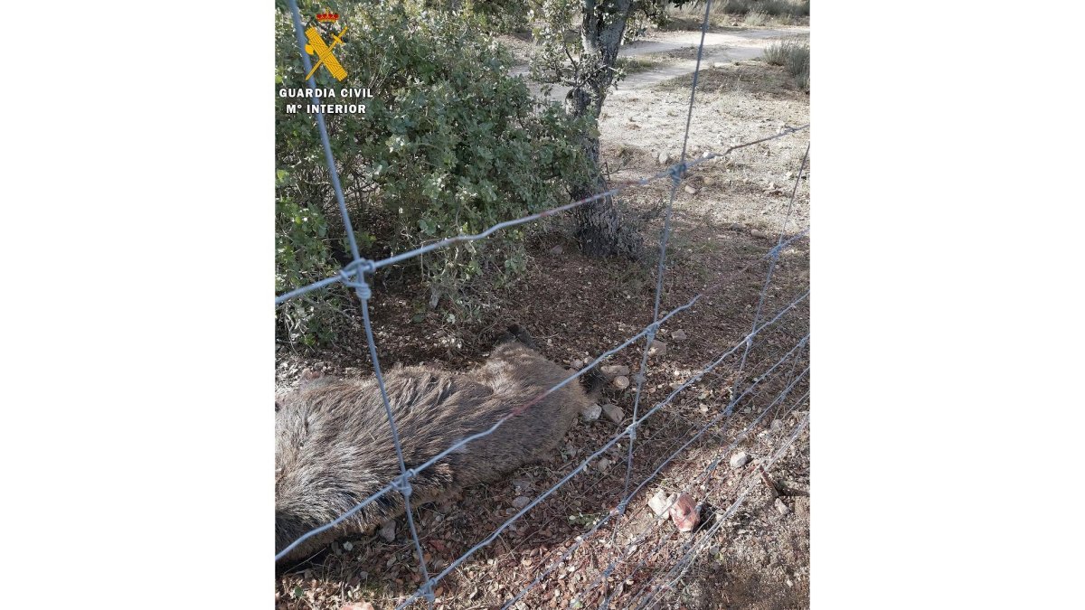 Jabalí cazado de forma furtiva en una finca cinegética privada de Segovia.- ICAL