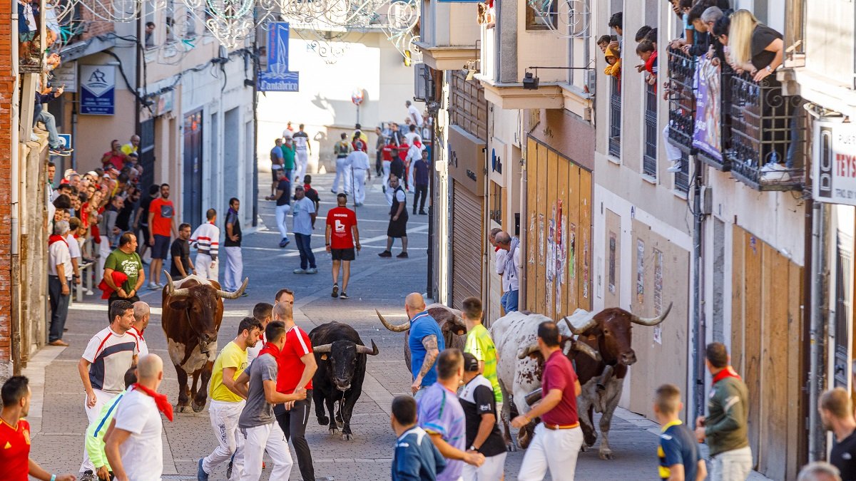 Cuarto encierro de las fiestas de Ntra. Sra. del Rosario de Cuéllar, con novillos de Lora Sangrán.- Ical