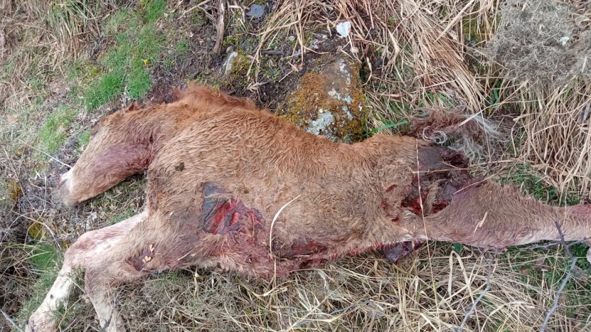 Imagen del ganado muerto después de un ataque de lobos.- EM