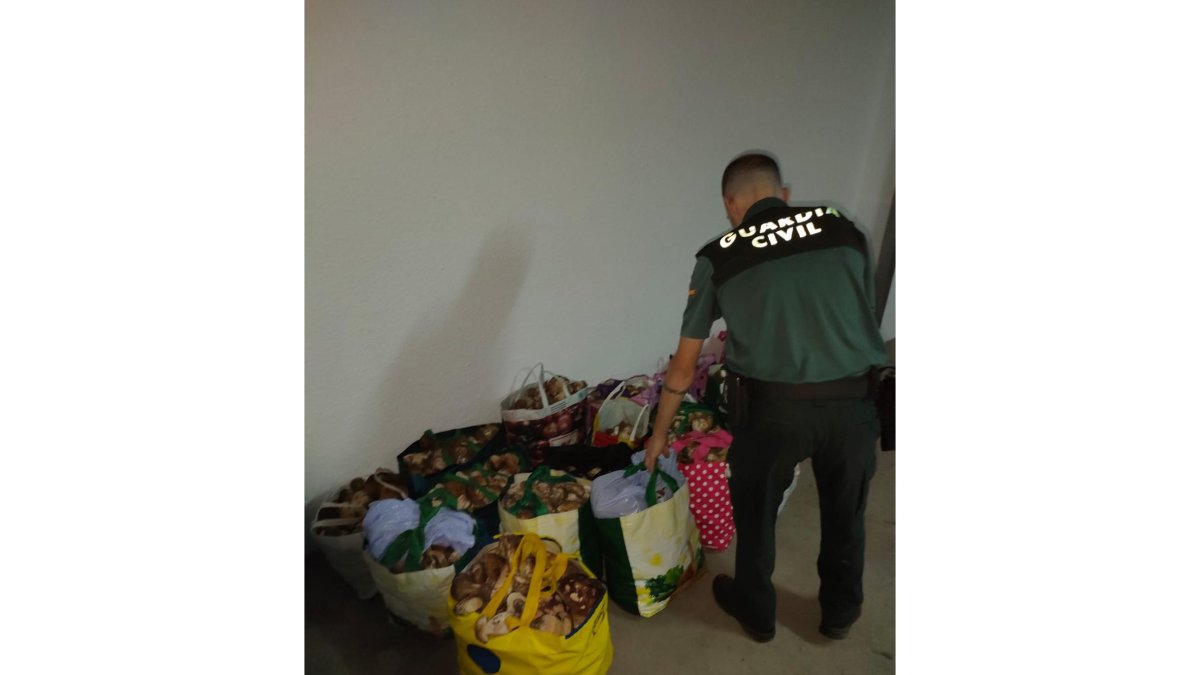 Setas incautadas por la Guardia Civil en Soria. E.M.