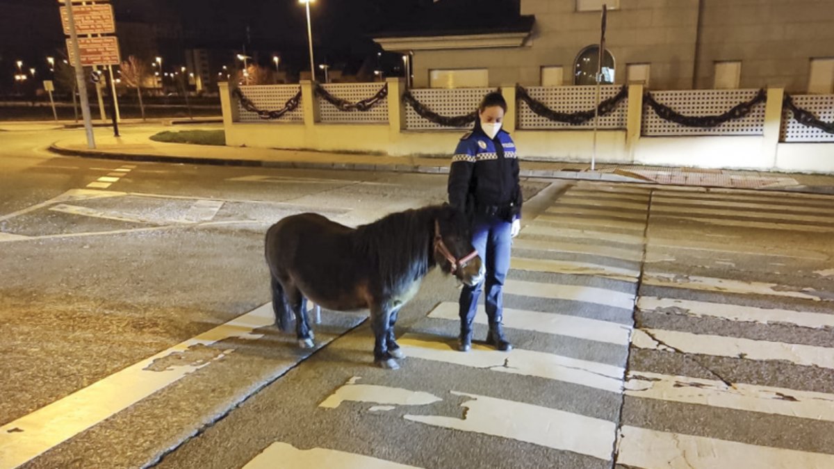El poni localizado. ICAL